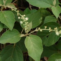 Croton aromaticus L.